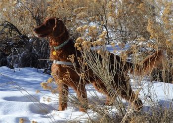 "Skye" Galewinns Seventh Inning Stretch (Ch. Windrose Who's On First? x Ch. Galewinns Legend of Keliaire) Owners: Summer Smith & Carol Petraitis What a great picture of Skye! She truly leads the a wonderful and exciting life! Dec. 2011