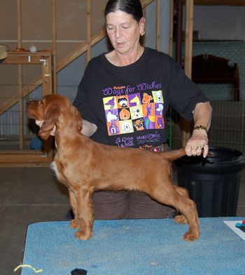 Diane and Mark Mendelsohn now own the red boy. Diane flew in from Gilbert, Arizona to get him. Diane is a breeder of irish setters also so it was truly an honor for her to want this puppy. He is going to have an amazing agility career. His new name is Wynn.