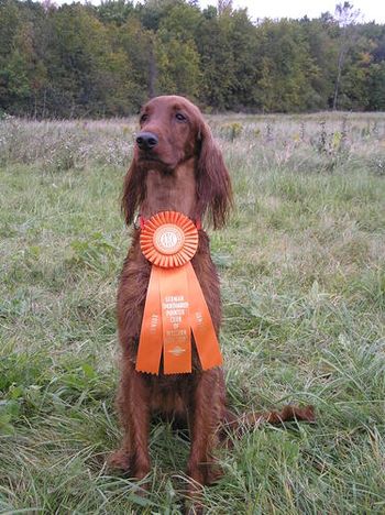 "Izze" getting her first two legs toward her JH (junior hunter) title. This was her first time out in the field!!! Oct. 09 Galewinns Tramore Mak'n A Difference (Ch. Galewinns Put Me In Coach x Ch. Tramore Imperial Impetuous Imp) Owners: Dawn LeFevre Grand Island, NY