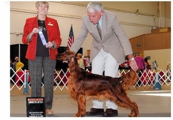 "Lucy" CH. Redtale Walking on Sunshine (CH. Galewinns Put Me In Coach x CH. Token Triple 7 Cat) Lucy is a Bo daughter and is pictured finishing her champtionship in Oct. 2012. Congrats to breeder Debbie Murray (Redtale Irish Setters) on another champion!!