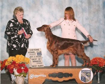 Blaise winning her first point in Cheyenne. Thanks to Tiffany Marzluf for showing her. Pictured here at 11 months old.