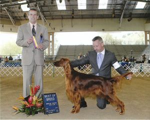 "Penny" (pink girl) Huntersglen Galewinns Bolero Owner: Suzanne Gerhls California Penny winning Best Of Breed with Loran Morgan handling. She isn't even too yet!! April 2011