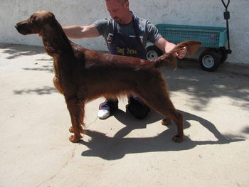 "Penny" (pink girl) Huntersglen Galewinns Bolero Suzanne Gerhls California Penny being stacked by Loran Morgan after the grooming seminar. April 2010