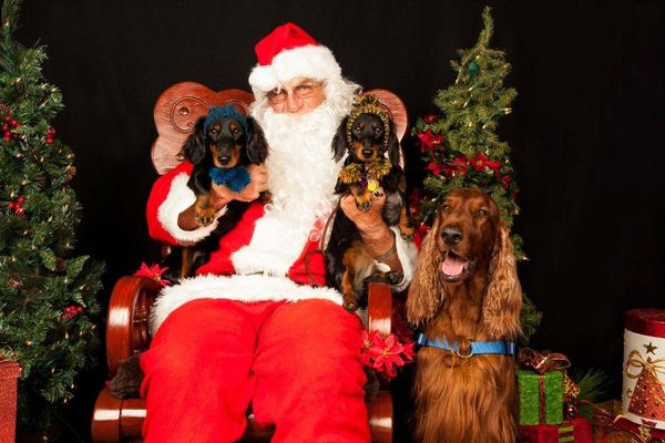 Frankie, Piper, and Flynn wishing you a Merry Christmas!!