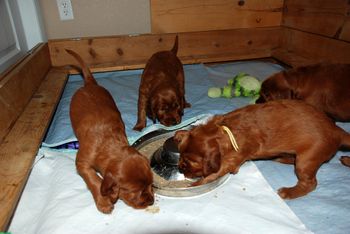 Puppies are 4 weeks old already!! Started feeding them "gruel" yesterday. Always takes them a few days to get the hang of it.