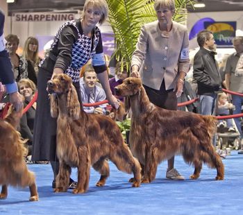 Bo in the ring. Right behind Bo is his son, Pierce (Tramore Galewinns Mak'n An Impact) with Ginny Swanson.