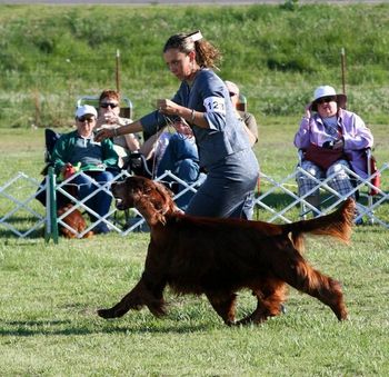 Bagger winning Best Veteran in Sweepstakes at the Irish Setter Club of American National Show in Oklahoma City, OK on May 4th, 2011. It was such a wonderful win!!!