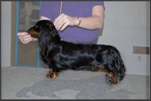"Boots" (Click on Boot's name to go to her page) CH.. Galewinns Kaycees Cowgirl Up ML (BISS Ch. Wagsmore of Souvenir ML x Ch. High Plains Giddy Up MLD)