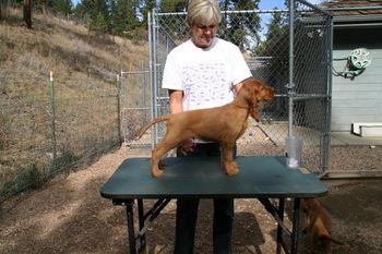 Dark Blue Boy at 8 weeks. "Flannigan" Galewinns Tramore Magic In the Mak'n Owner: Kim Semanik & family Medina, OH
