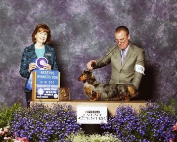 Rascal going Reserve Winners Dog at the dachshund National! Rascal is Willy's littermate. Ch. Kaycee’s Galewinns Starburst at Wagsmore ML May 2013