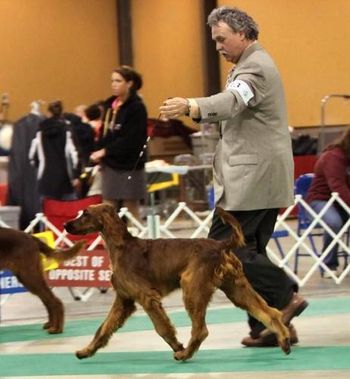 "Kibby' Galewinns Grace & Glory at Huntersglen Owners: Kim & Tim Kleinscmidt Sheyboygan, WI This was Kibby being shown by his "dad" at his first show - he went Best Of Winners for 1 point. He was reserve winners dog the second day. Not bad for a first show! April 2010