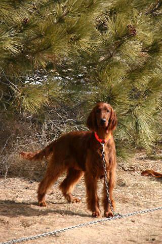 We went for more field training today - MUCH better weather. In fact, it was beautiful. This is Bode out on the stake chain. Feb. 27, 2010