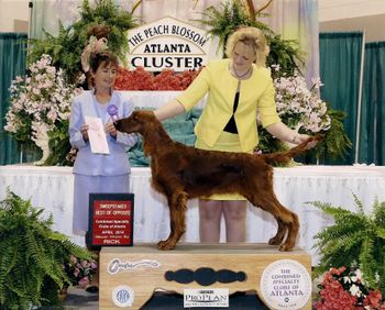 Ozzy (red boy) at his first show in Georgia. He also went Best Puppy and took a major reserve!! Owners: Craig and Andree Swanson and Kim LaMontagne