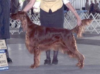 "Sedona" CH. Galewinns Desert Spirit (CH. Keliaire Marlin Brando x Tramore D Toribel) Click on her name to go to her page.