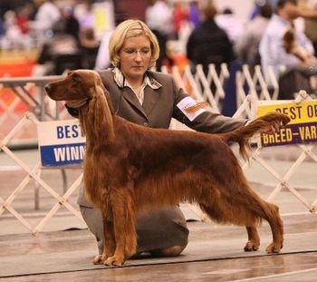 "Cordie" CH. Galewinns Diamond at Huntersglen (BIS BISS CH. Windrose Who's On First? x CH. Galewinns Legend of Keliaire) Being shown by Amy Duncan at the Cleveland show 12/09 Owners: Kim & Tim Kleinschmidt Sheboygan, WI