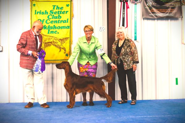 "Zoom"
Galewinns Photo Finish
(CH. Galewinns Huntersglen Bodacious JH x CH Galewinns Seventh River of Paradise)
