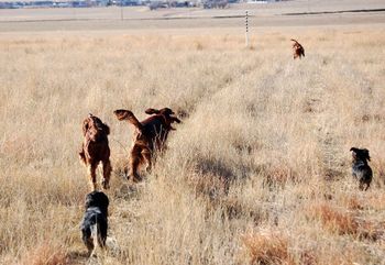 I took the dachshunds with me when we did hunt training with the irish setters. The dachshunds had a blast!! Baron is on the right - Baxter on the left. Nov. 27th, 2010