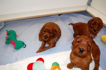 The pups are 27 days old today. They are now split up - half with Katie and half with Blaise. This is Blaise's half - you can tell by the white whelping box. The blue boy in the background is Blaise's puppy.