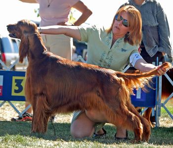 Tiffany showing Bode in Best of Winners the day he finished. Thanks Tiff for your help - you did a great job with him!