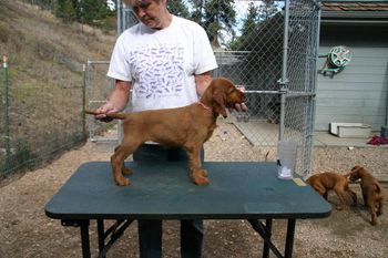 Pink Girl at 8 weeks "Izzy" Galewinns Tramore Mak'n a Difference Owners: Dawn LeFevre & family Grand Island, NY