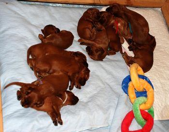 Even when I picked them up they just fell back to sleep in my hands! I guess I was trying to take pictures past their bedtime...lol