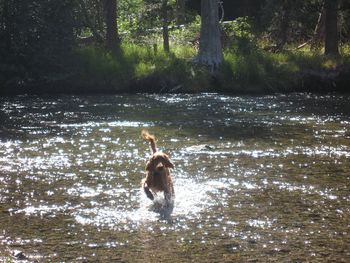 This is Skye (Galewinns Seventh Inning Stretch) having a ball in the Truckee River. What a lucky dog!!