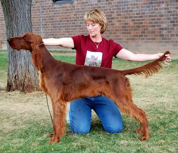 "Keefer" (click on Keefer's name to go to his page) Galewinns Keliaire Keep On Going (GCH. Tramore Galewinns Mak'n An Impact x CH. Tramore Keepin' On Galewinns JH) Whelped 2/15/11