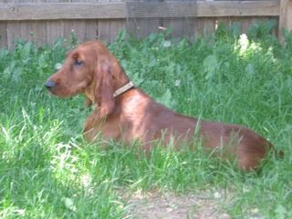 This is Scarlett (the pink girl). She has a lovely home with Coleen in Fort Collins, CO. June 2011 Scarlett is almost 4 months old.