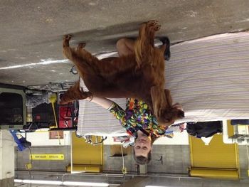 Shea stacking Rio the day she won the breed at the Denver shows. There was really nice competition so we were very pleased. Feb. 2012