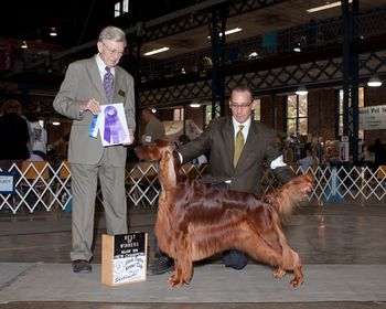 "Brody" CH. Galewinns Huntersglen Badlands AX AXJ XF (CH. Galewinns Grand Slam x CH.Roclyn Vivacious JH) Owner: Kris Kamholz, DVM This is Brody's "finishing picture" taken the day he finished his conformation championship. What a great job Kris has done with him....and now he can continue his phenomenal agility career without interruption!! Thanks Kris... Dec. 2011