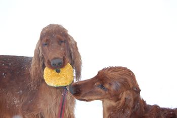 Bode (Bravo's son) trying to take the stuffy out of Bravo's mouth. Bravo usually wins these toy wars! lol