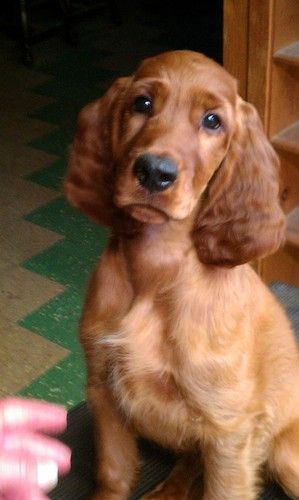 "Teagan Rose" Galewinns Blame It On Rio Owners: Marianne Quigley & Judy Bonfiglio Dearborn, Michigan Pictured here at 3 mo old. June 2012