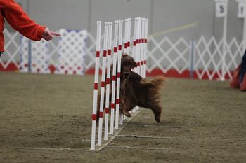 "Brody" Galewinns Huntersglen Badlands NA AX MXJ XF Owner: Kris Kamholz, DVM Brody doing what he does best - running agility!! March 2012
