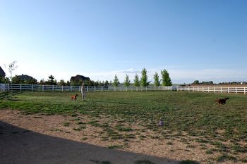 This is what the puppies were watching - the loved the "action" of the big dogs running after the tennis ball.