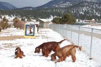 Blaise (left), Bagger (middle), and Tori (right) at the dog park in Estes Park, Colorado. Look at the beautiful mountains in the background - what a cool place to run the dogs!! April 2009
