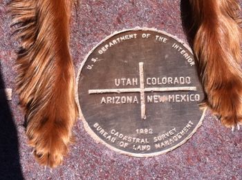 This is "Skye" (Galewinns Seventh Inning Stretch) at Four Corners. Cool picture huh!! Skye has traveled more and seen more of the world than most people have!! Thanks to Summer & Carol (Skye's owners) for sending. Oct. 2010