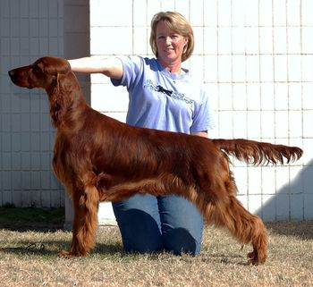 "Bode" (Click on his name to see his page) Galewinns Huntersglen Bodacious Owners: Pam Gale & Kim Kleinschmidt Windsor, CO Pictured here at 10 months old.