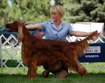 Bo being shown in Greeley - his first time out as a special. We have some work to do but he did great for his first show in 3 years. Stay tuned as we continue to get Bo into specials condition. 8/10