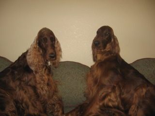 Katie & Blaise after their "mom"groomed them up. She did such a nice job with them! Katie is on the left, Blaise is on the right. April 2011