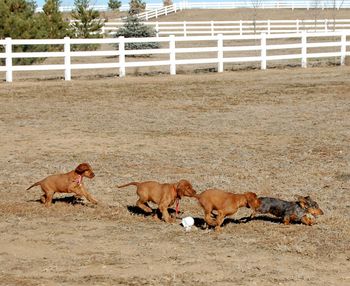 The puppies chasing my dachsund puppy Jersey. Don't for a minute feel sorry for her - as soon as they would stop she would go bite on them until they would chase her again. She just LOVES hanging out with the red dogs!