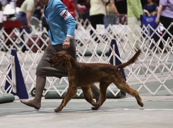 "Kibby' Galewinns Grace & Glory at Huntersglen Owners: Kim & Tim Kleinscmidt Sheyboygan, WI Kibby being shown in Michigan May 1st & 2nd, 2010 with his handler, Karen.