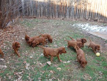 I put the puppies outside for the first time today. It was finally warm enough. They had a ball!!! 11/21/09