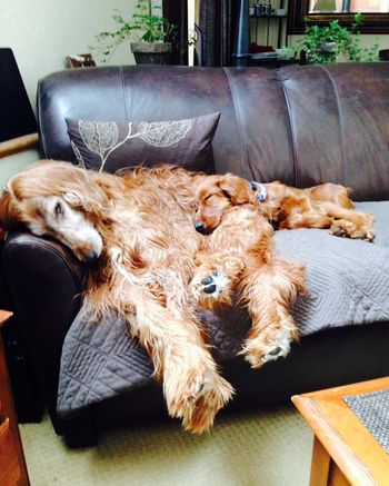 Rory (purple girl) laying with her new buddy. Look close - you can see her there!
Owners: Dan & Frieda Hanley