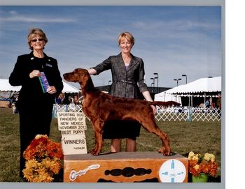 Tank going Winners Dog and Best In Sweeps at the New Mexico Sporting dog show both of the days. He got 4 points this weekend at 7 months old.