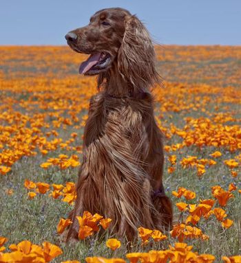 Phantom in the Poppies! What an amazing picture of an amazing dog! Ann Pryojski is his owner and photographer. April 2010