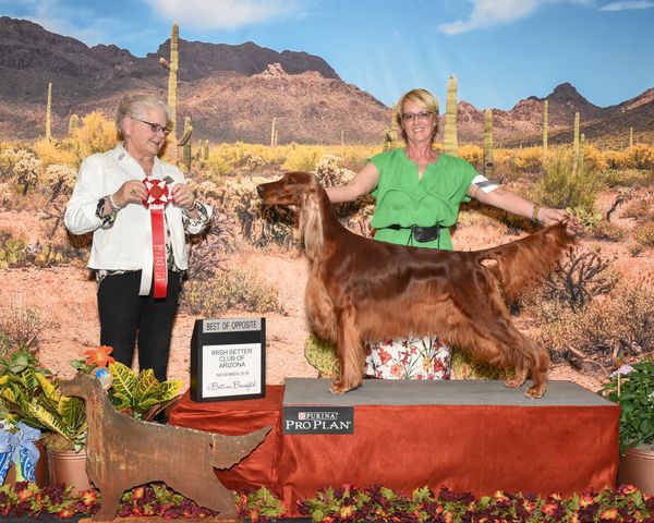 "Avery"
GCH. Galewinns Kickin' Up Some Dust
(CH. Erinfyre Trade Rumors x CH. Galewinns Rio's Miss Independent)