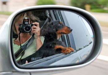 Baron hanging his head out the window of the car. I just happened to have my camera with me....Aug 2010