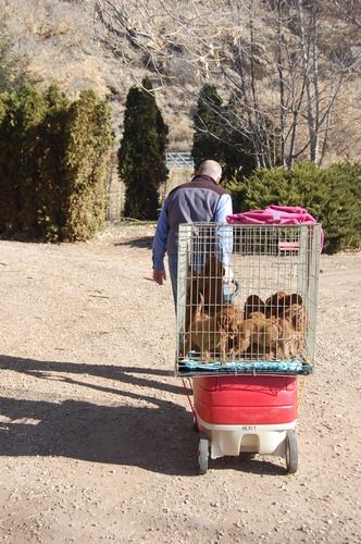 Headed back home. We put them in a crate on top of a wagon to get them to the big yard - it was really cute! Their first exposure to "transportation". lol