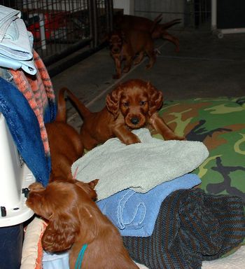 I had a pile of linens on the floor - I didn't realize that it would lead to "king of the mountain"!!