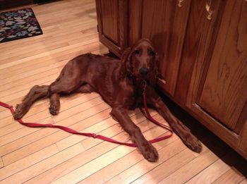GingerRose (white girl) growing up. Just look at those long legs!
Owners: The Willis Family
Missouri